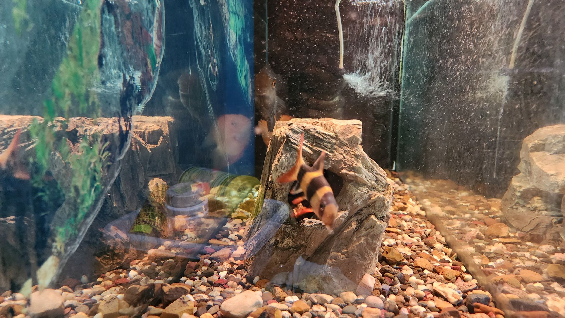 кашира, детский экологический центр, работа, школьники, животные, живой уголок, трудовые бригады,