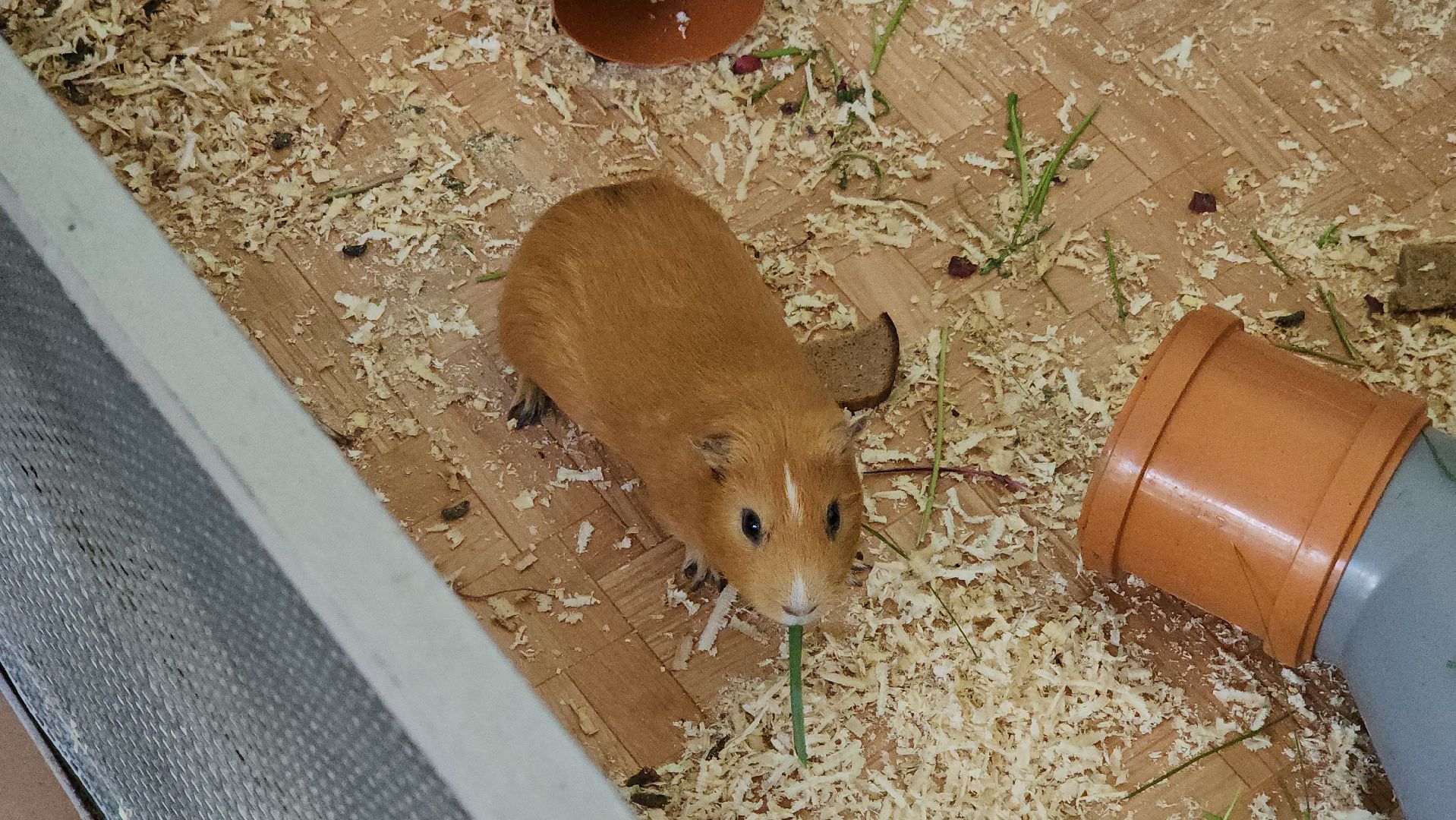 кашира, детский экологический центр, работа, школьники, животные, живой уголок, трудовые бригады,