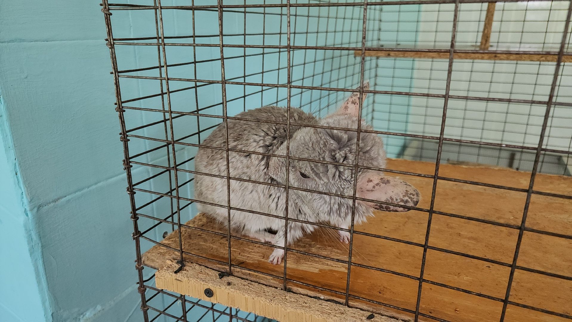 кашира, детский экологический центр, работа, школьники, животные, живой уголок, трудовые бригады,