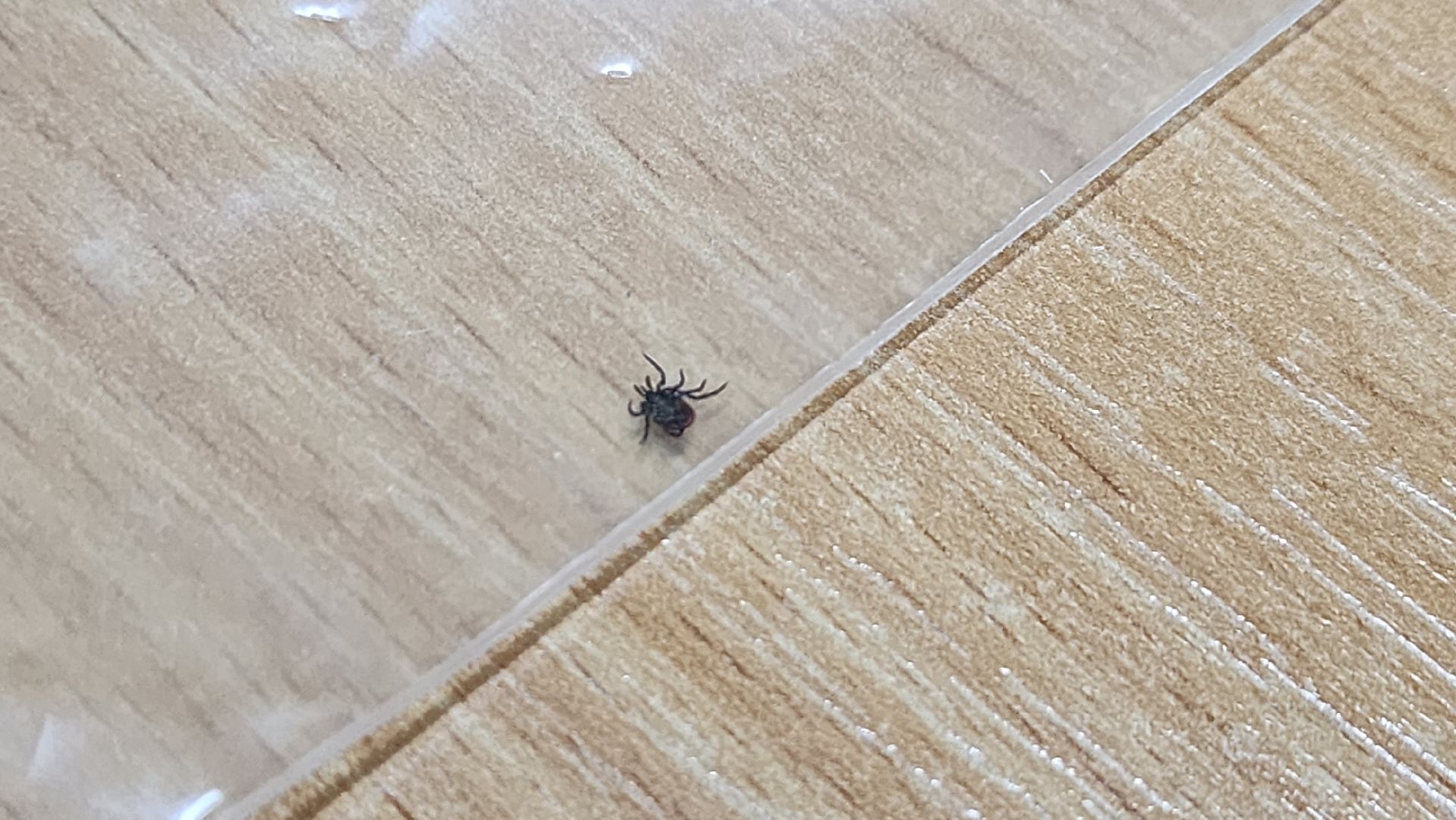 солнечногорск, медицина, укус клеща, травмпункт,