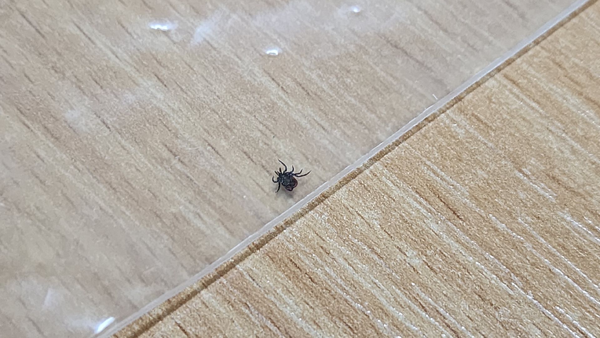 солнечногорск, медицина, укус клеща, травмпункт,