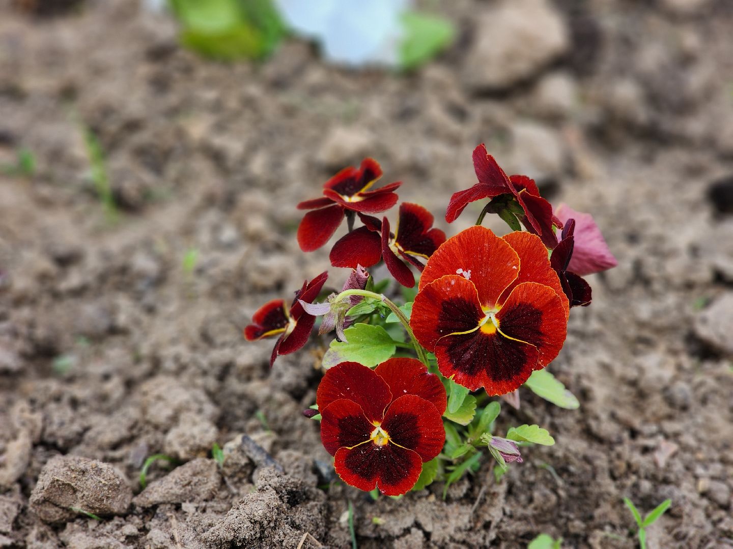 красноармейск, городской округ пушкинский, экологическая бригада, городские цветники,