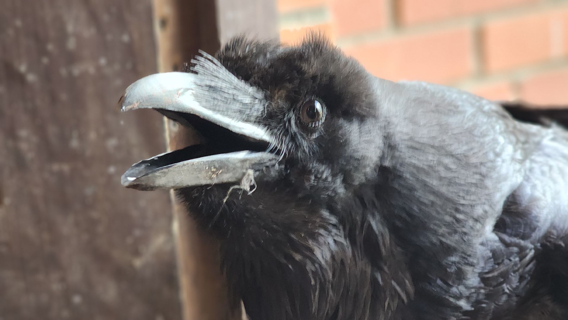 волоколамск, карлуша,