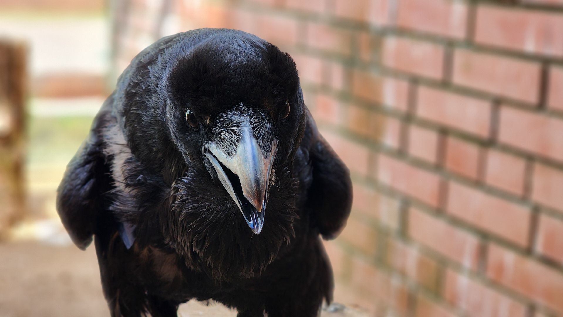 волоколамск, карлуша,