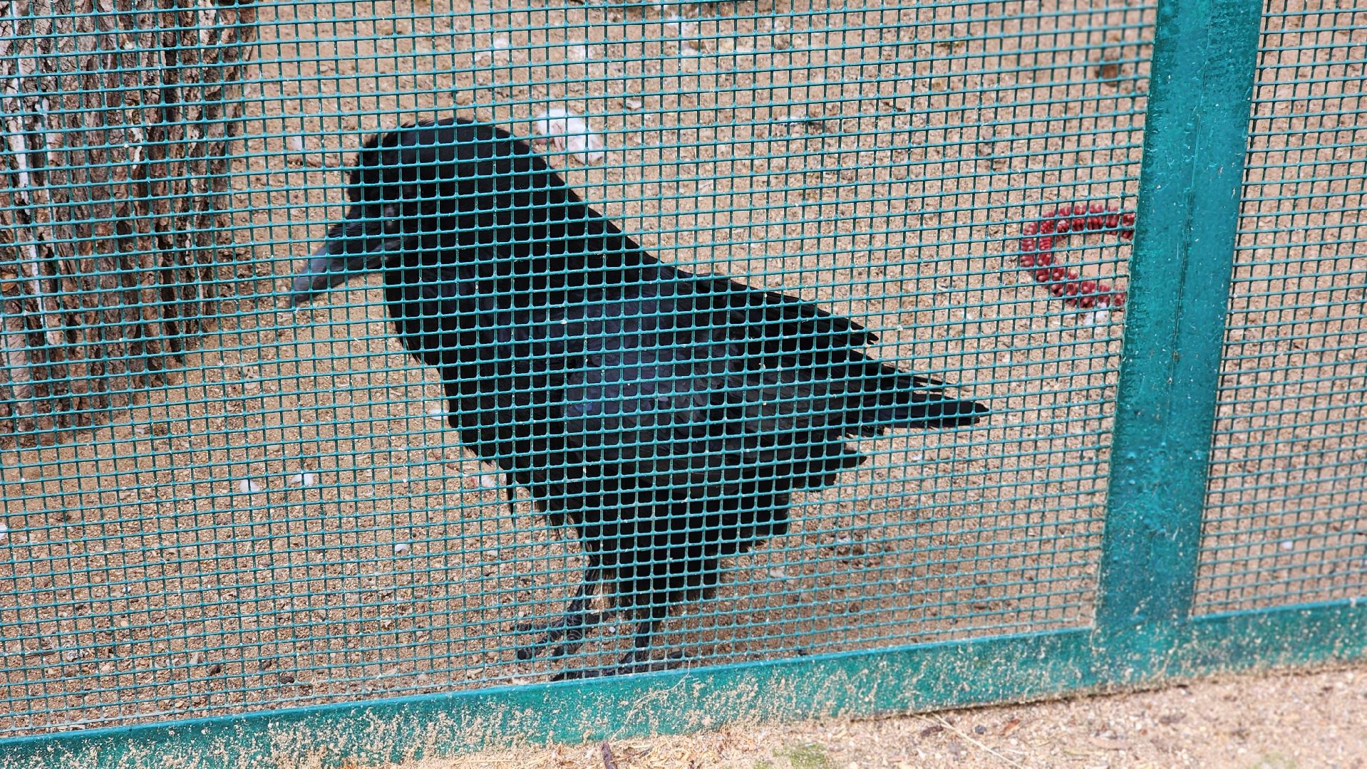 волоколамск, карлуша,