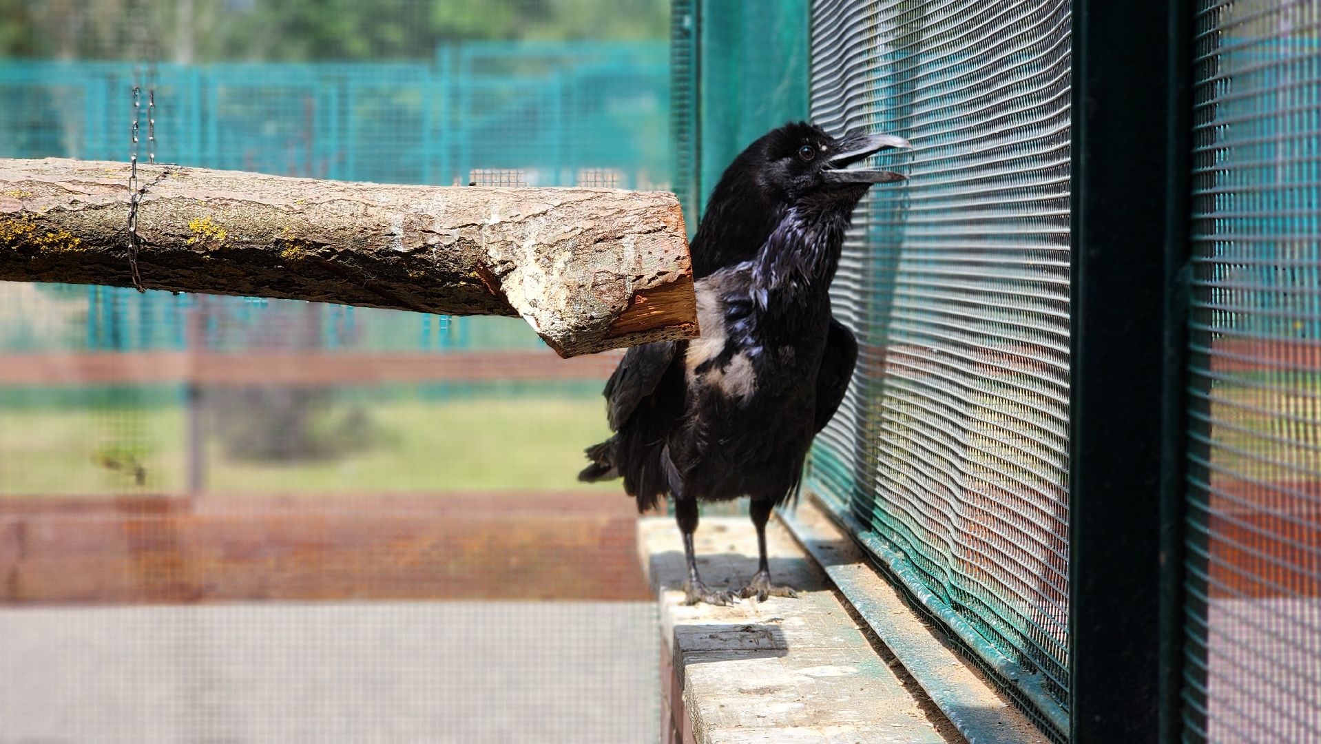 волоколамск, карлуша,