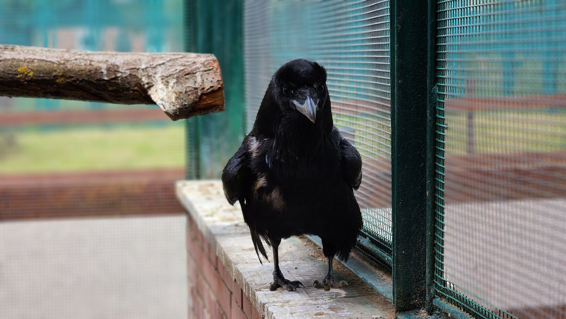 волоколамск, карлуша,