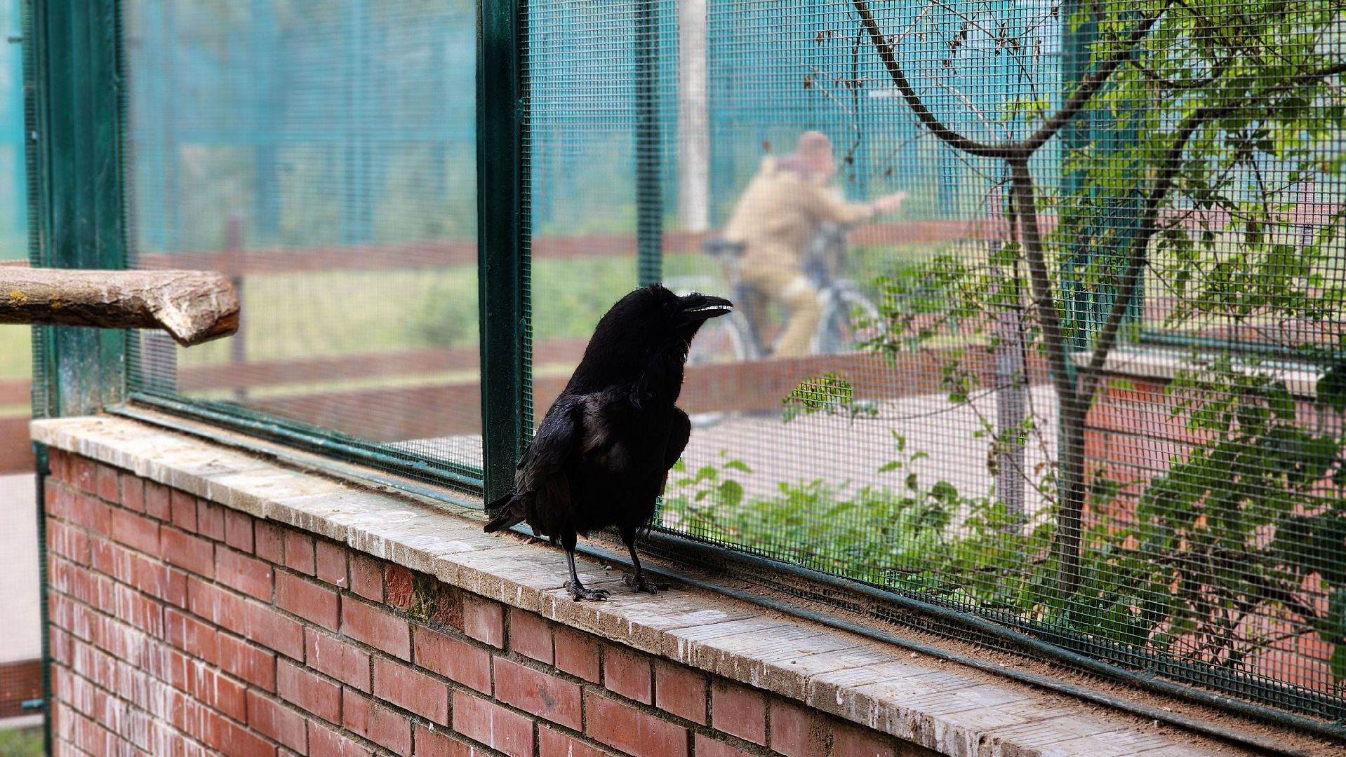 волоколамск, карлуша,