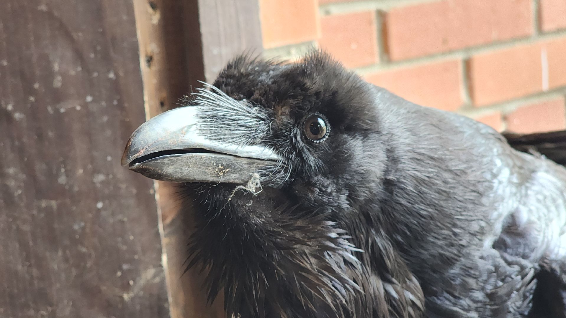 волоколамск, карлуша,