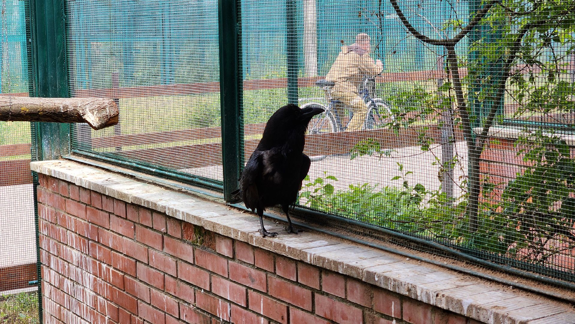 волоколамск, карлуша,