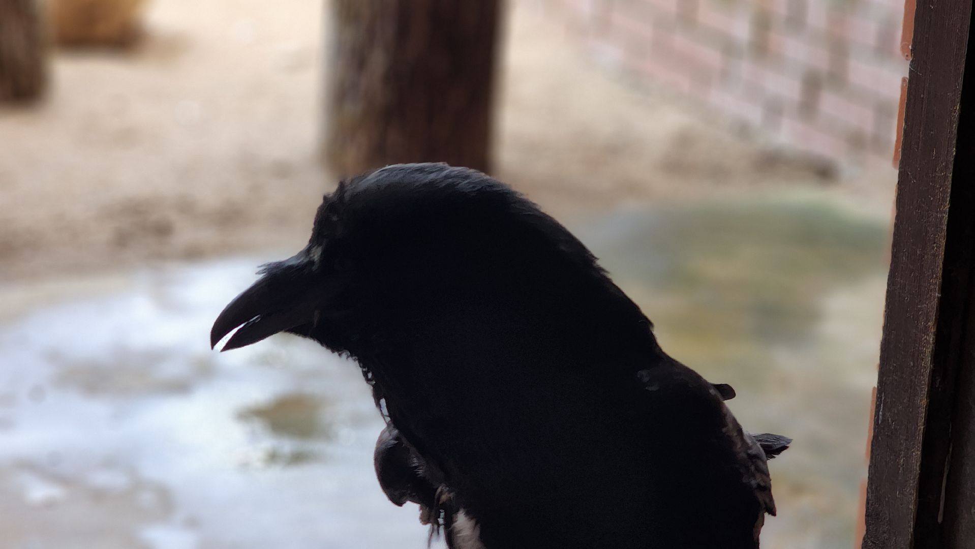 волоколамск, карлуша,