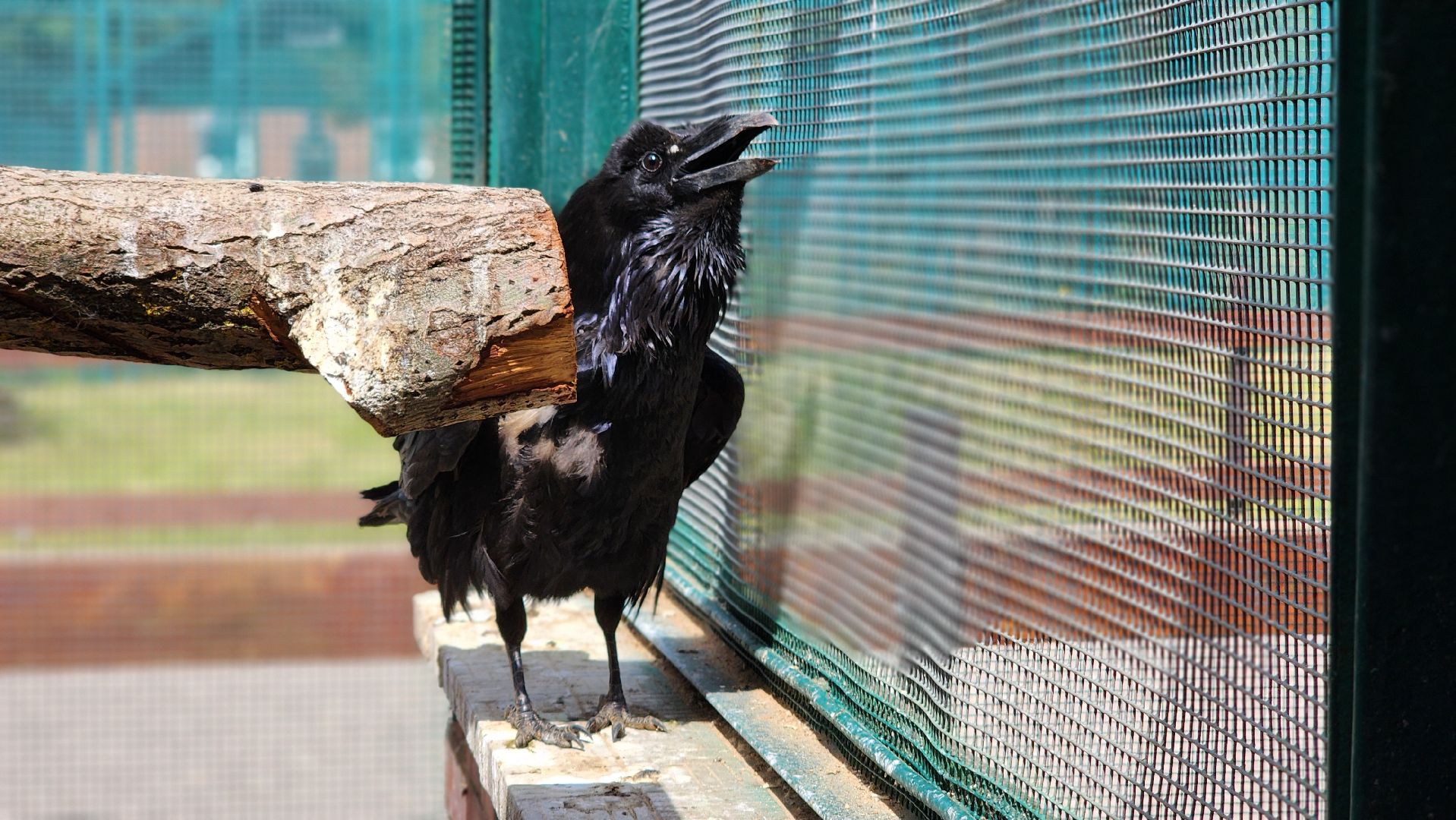 волоколамск, карлуша,