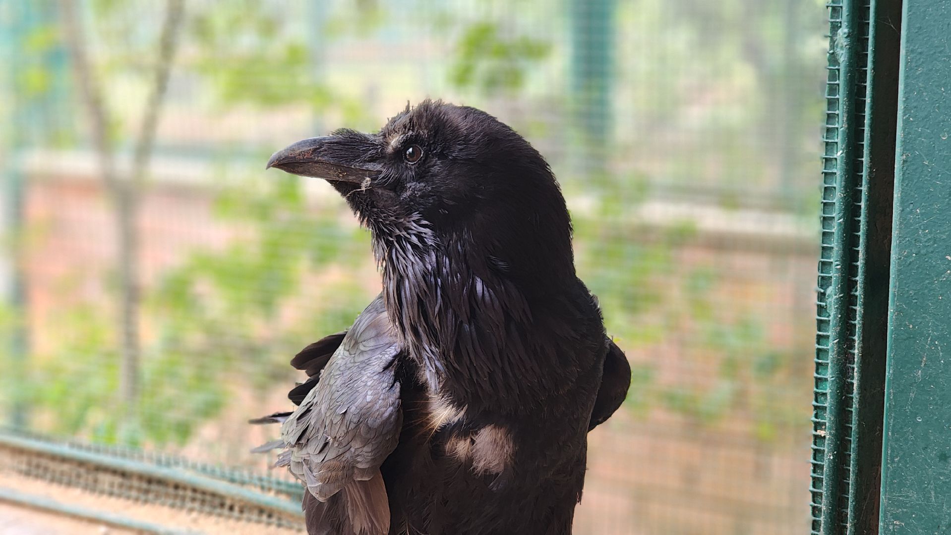 волоколамск, карлуша,