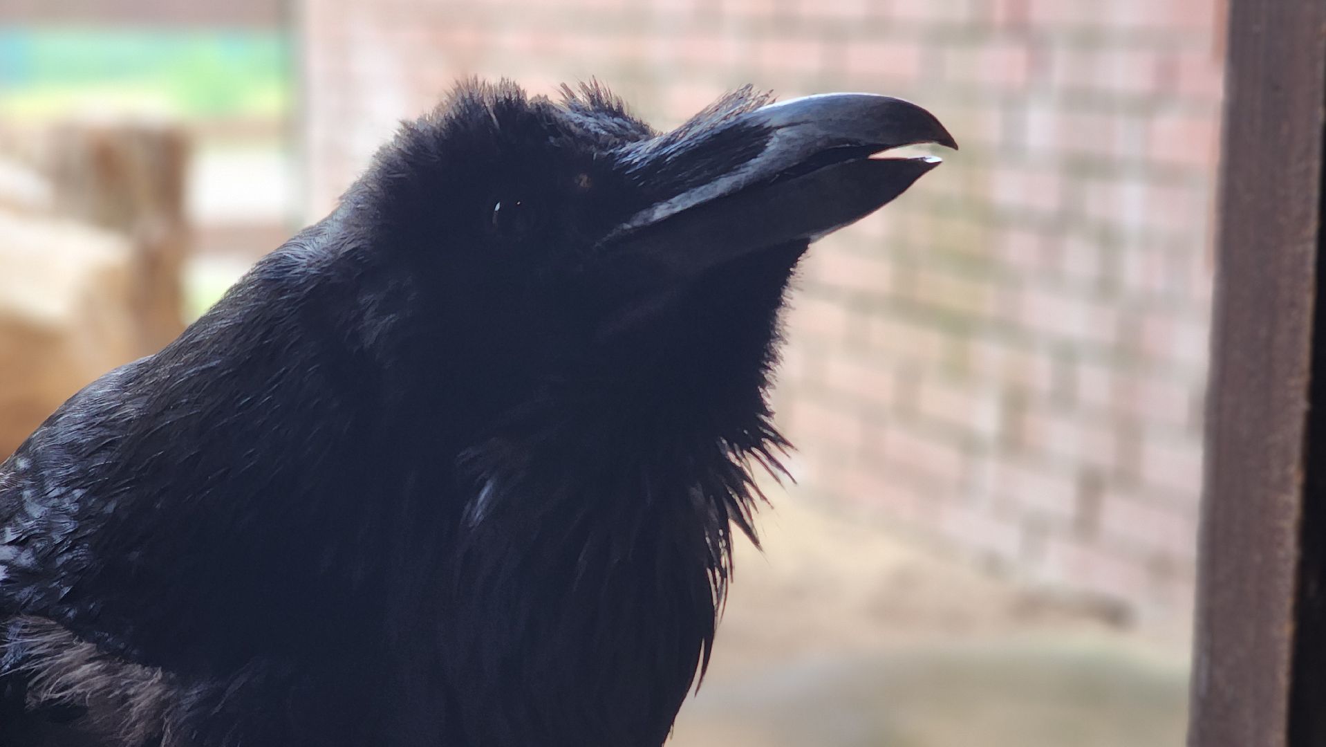 волоколамск, карлуша,