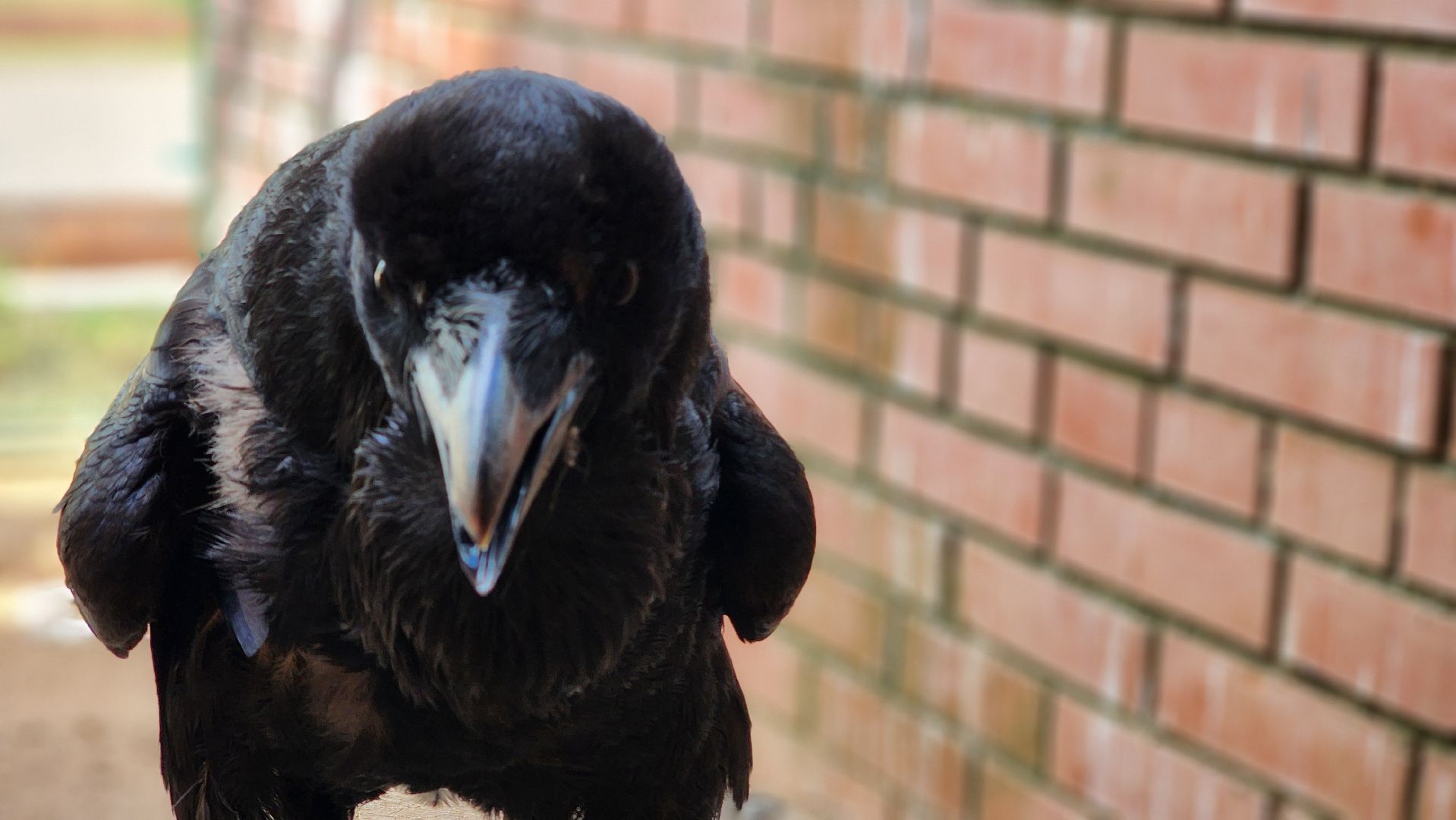 волоколамск, карлуша,