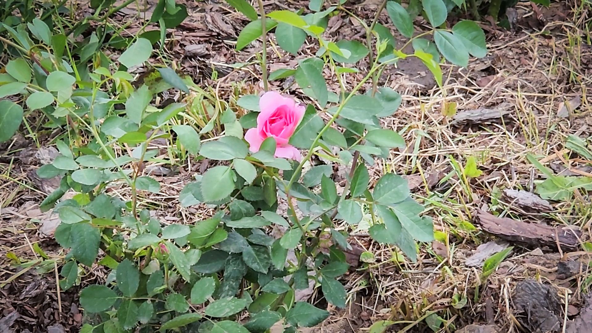 бронницы, союз Содействие женскому предпринимательству , Нежная клумба , новый цветник на площади имени Тимофеева ,