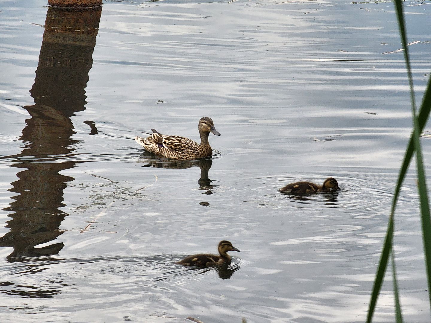 электросталь, жители, общество, очистка водоема, голосование, пруд, 100 прудов и озер,
