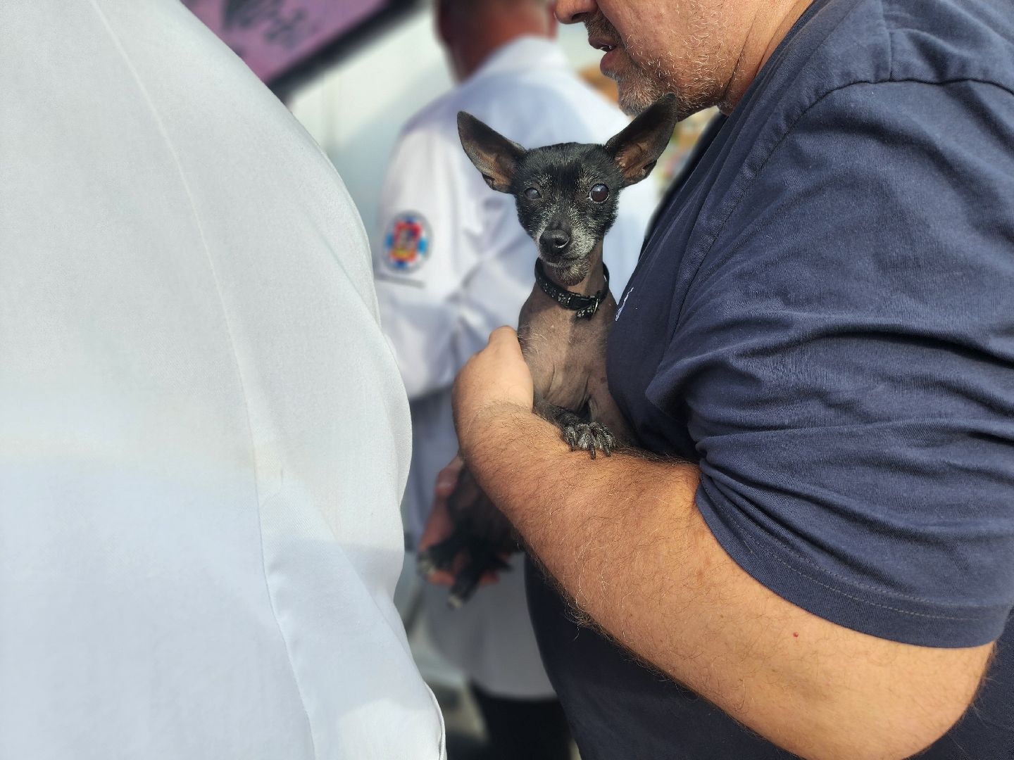 сергиев посад, бешенство, вакцинация, чипирование, терветуправление 2,