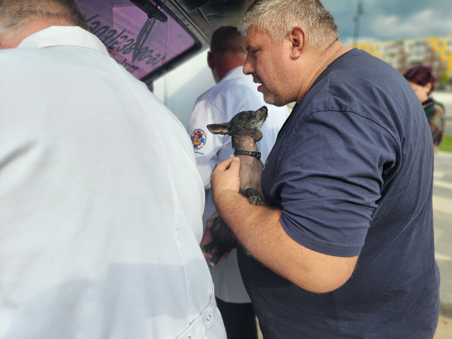 сергиев посад, бешенство, вакцинация, чипирование, терветуправление 2,