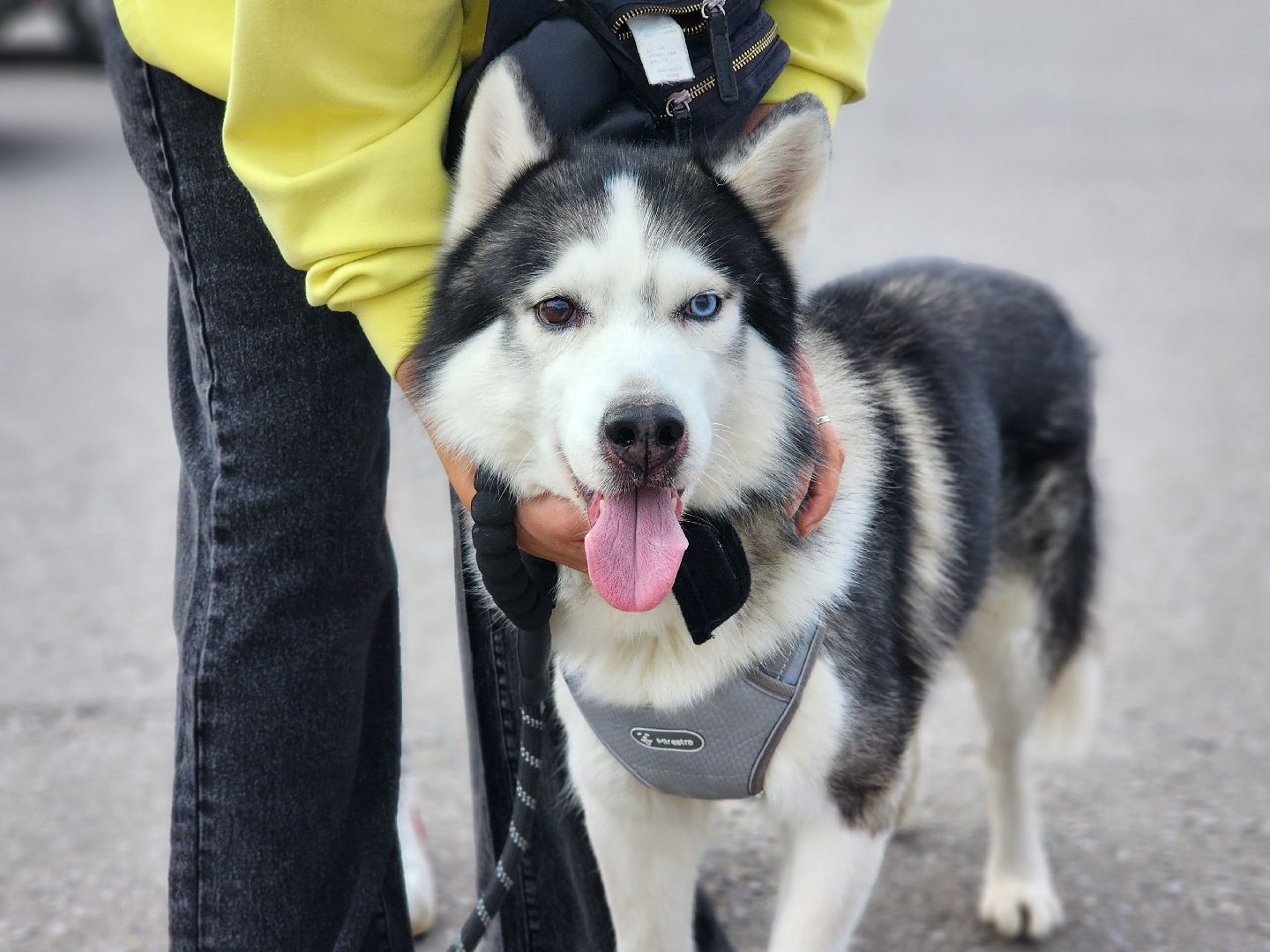 сергиев посад, бешенство, вакцинация, чипирование, терветуправление 2,