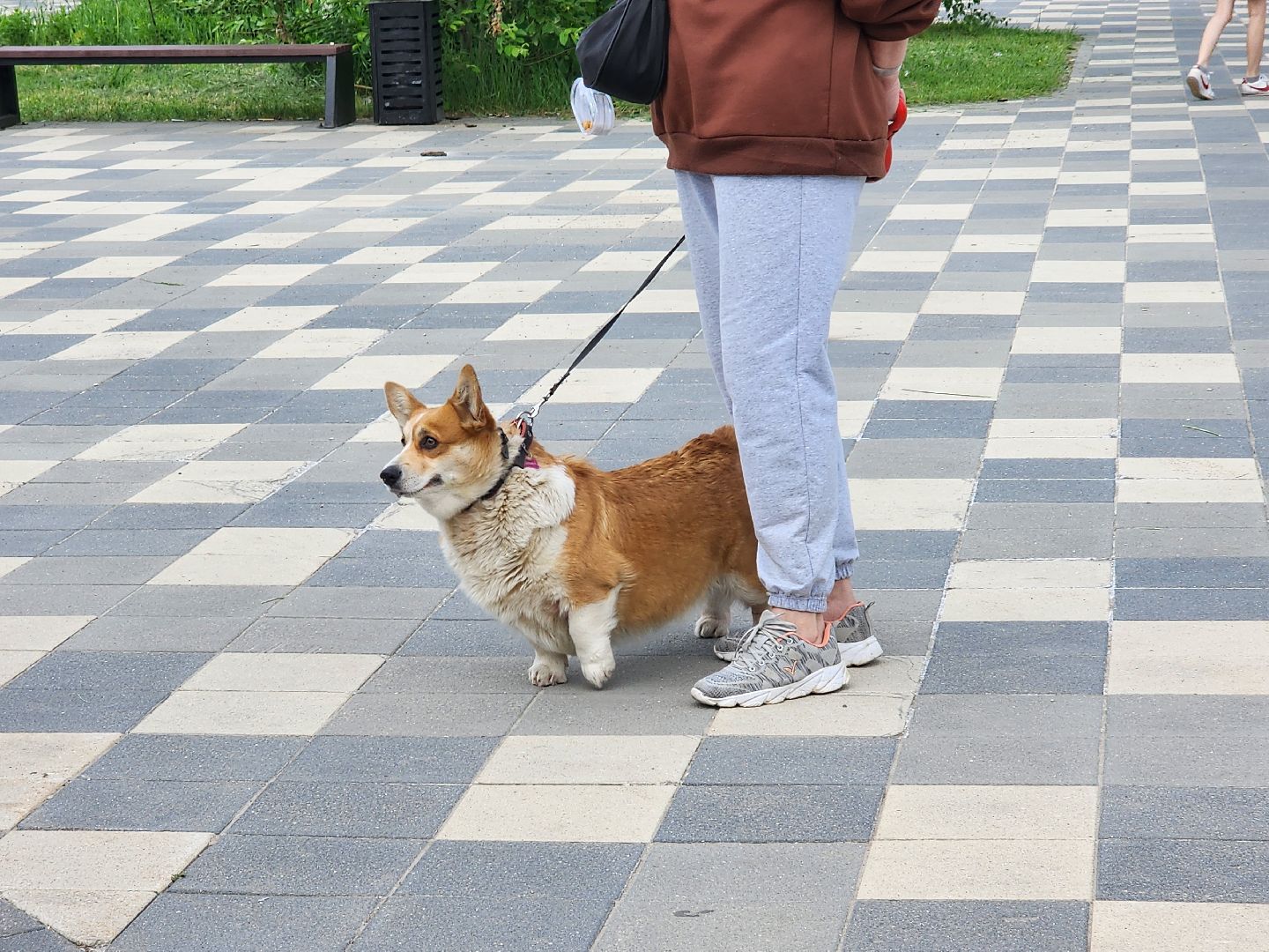 сергиев посад, бешенство, вакцинация, чипирование, терветуправление 2,