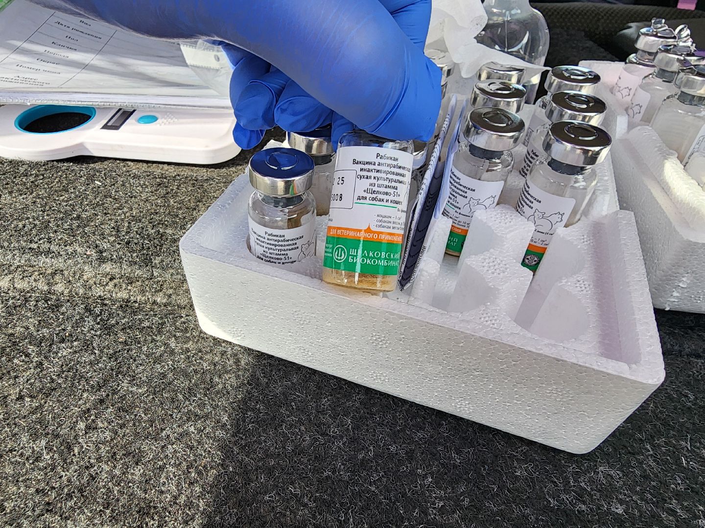 сергиев посад, бешенство, вакцинация, чипирование, терветуправление 2,