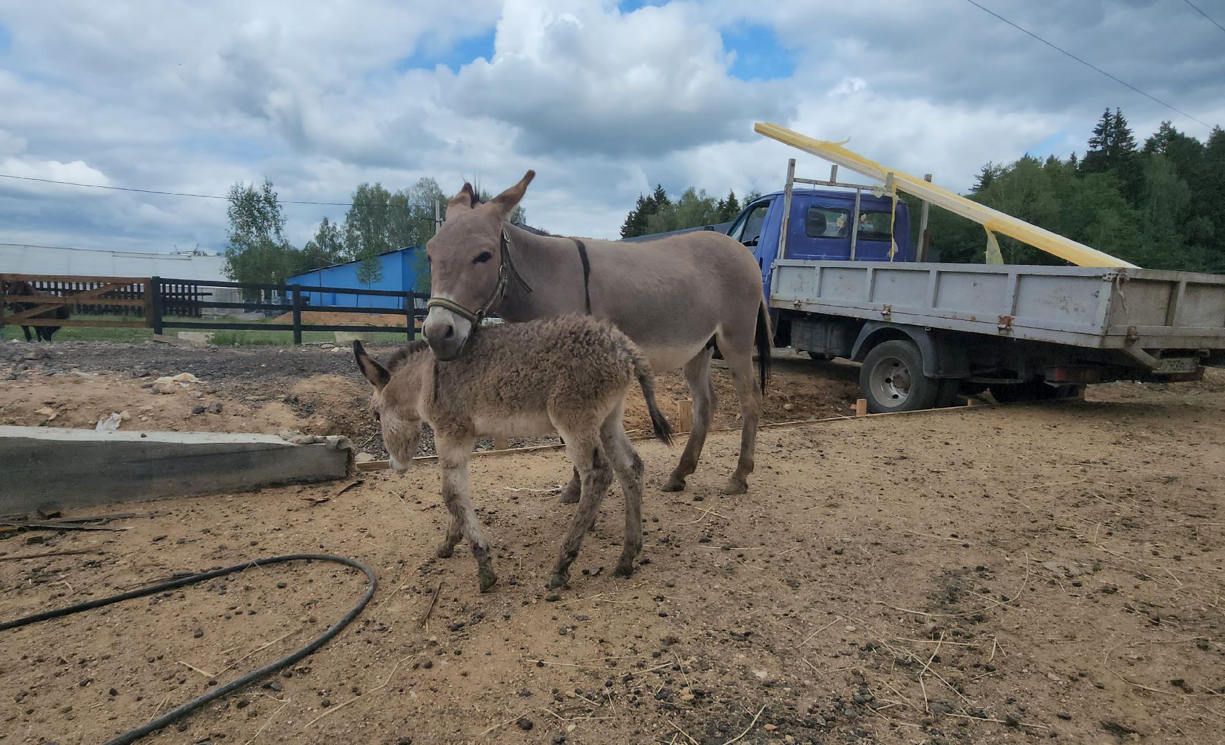 наро-фоминский городской округ, алексеевка, фермер, тахир джаппуев, агротуризм, семейные выходные,