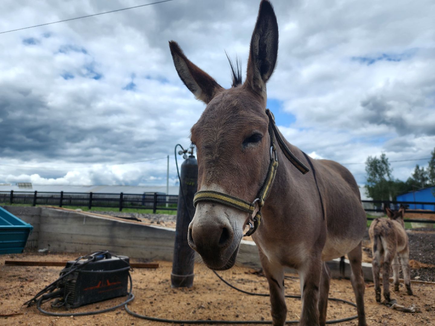 наро-фоминский городской округ, алексеевка, фермер, тахир джаппуев, агротуризм, семейные выходные,