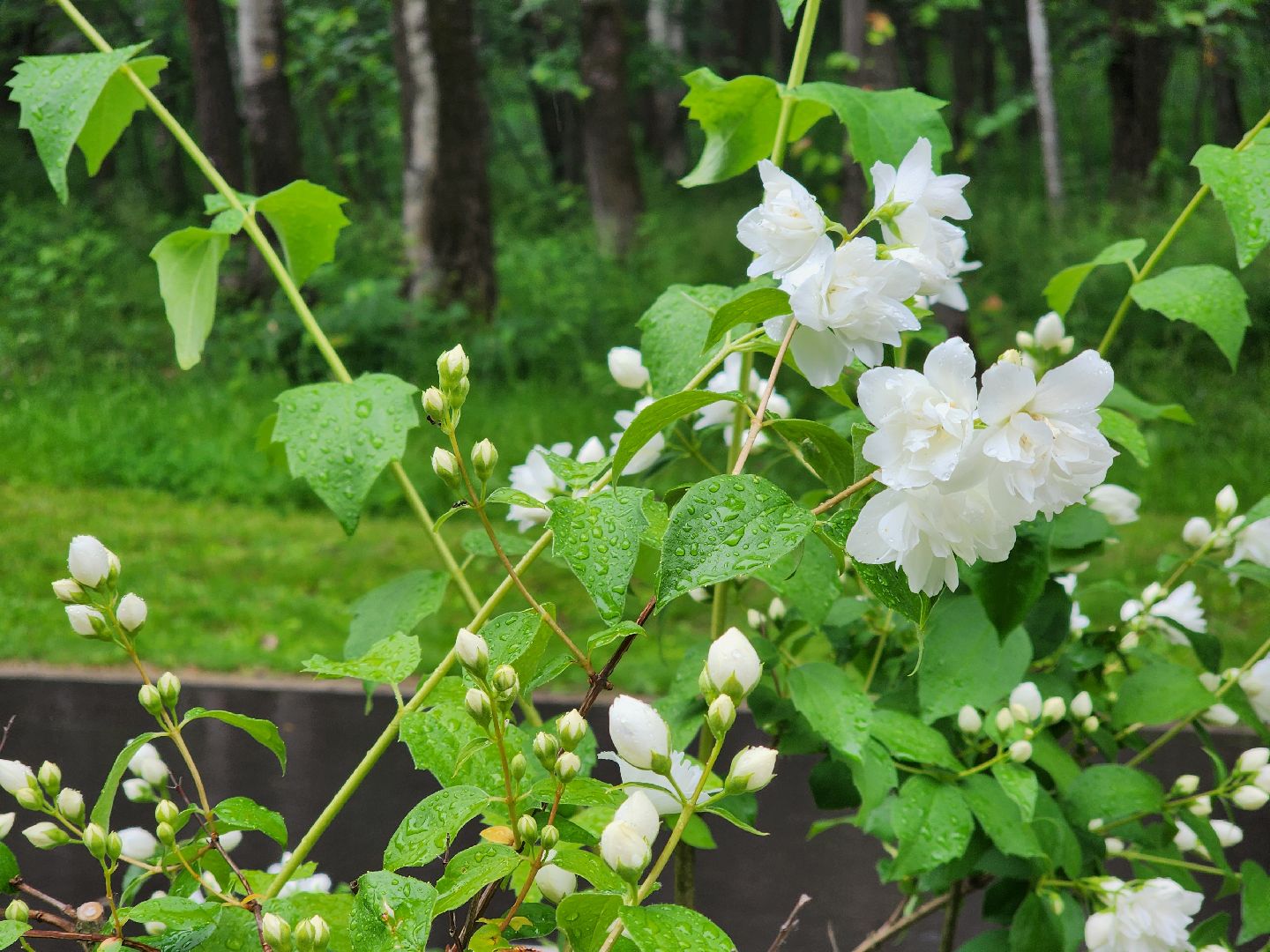 электросталь, день россии, праздник, парк, жители, общество,