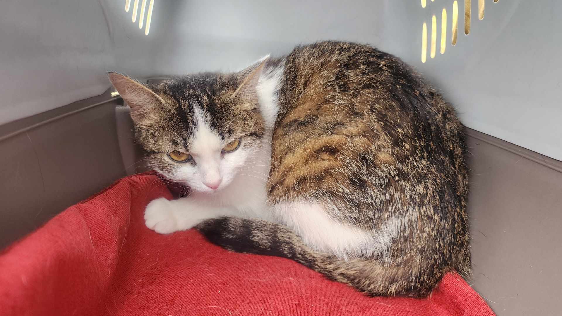 Общество , Акция, Выставка кошек и собак ,