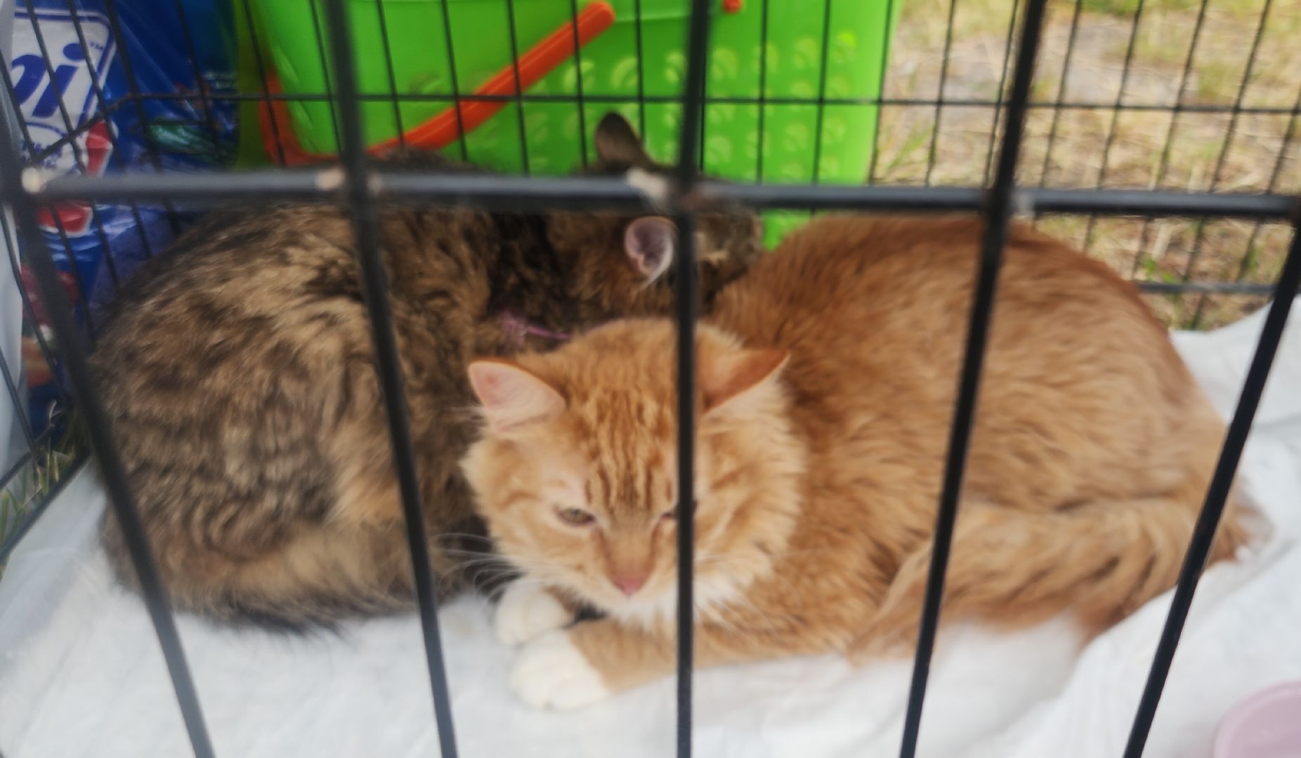 Общество , Акция, Выставка кошек и собак ,