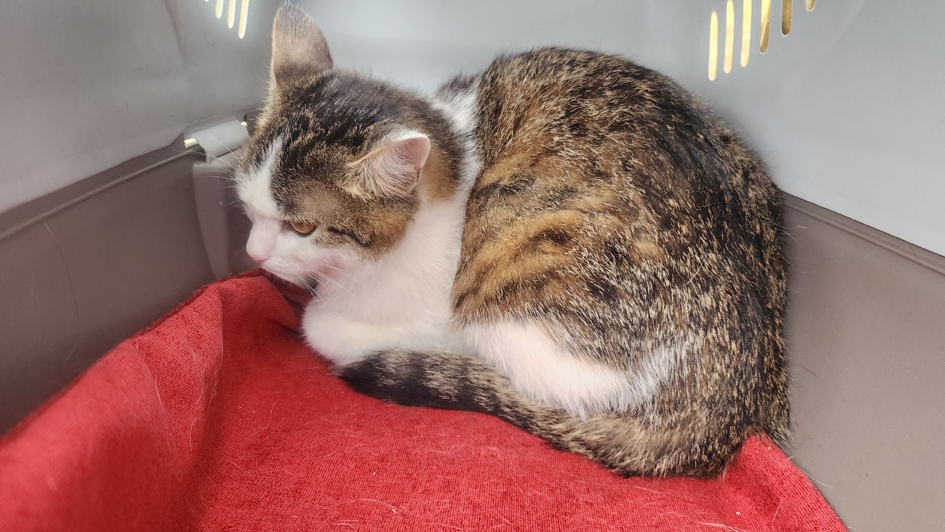 Общество , Акция, Выставка кошек и собак ,