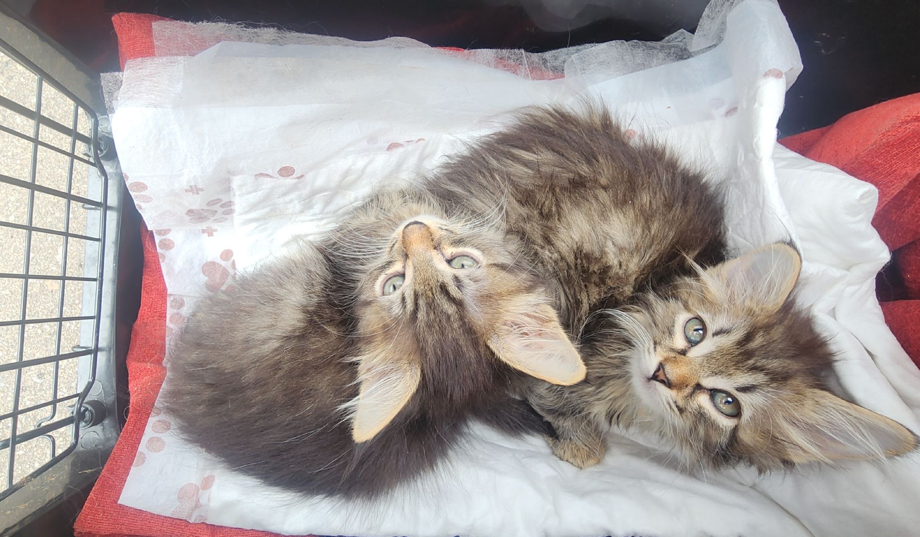 Общество , Акция, Выставка кошек и собак ,