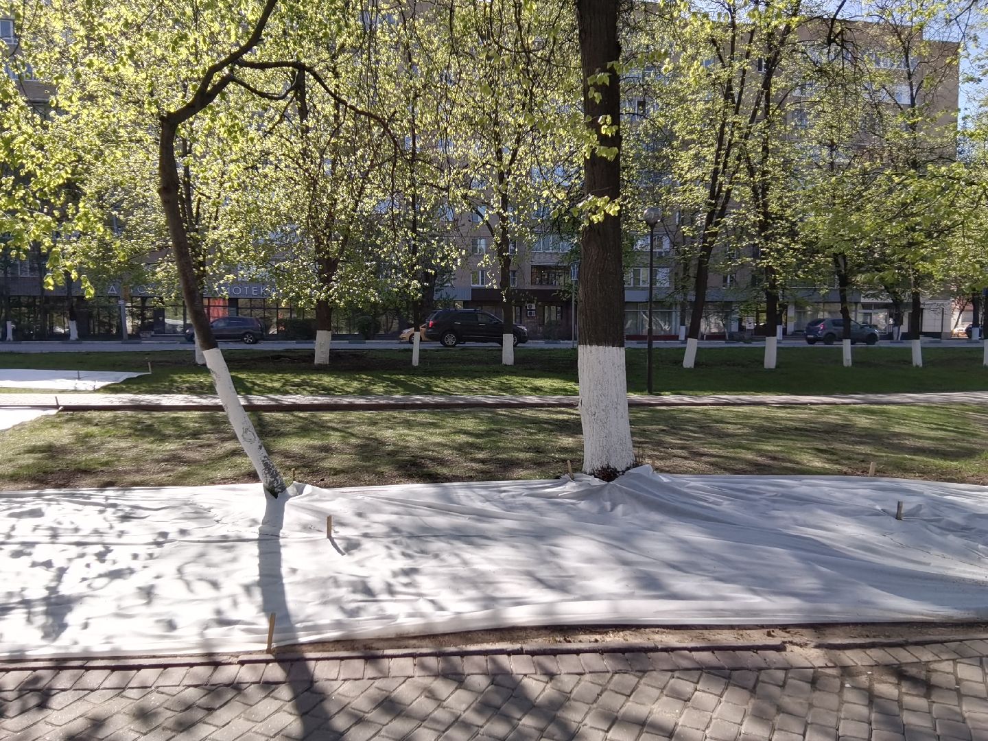 Балашиха, благоустройство, газоны, цветы, растения, сквер имени Ленина, бульвар Нестерова, 60 лет Октября