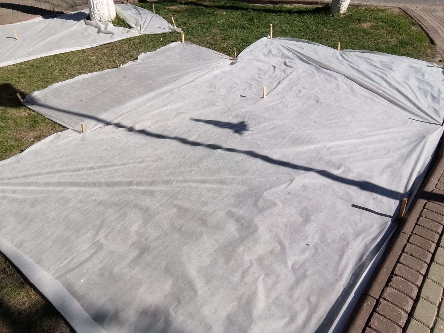 Балашиха, благоустройство, газоны, цветы, растения, сквер имени Ленина, бульвар Нестерова, 60 лет Октября