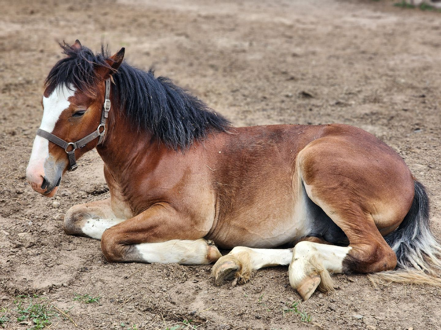 сергиево-посадский городской округ, абрамцевский колледж, колледж абрамцево, пленэр, студенты абрамцевского колледжа,кочевник, верблюжья ферма,