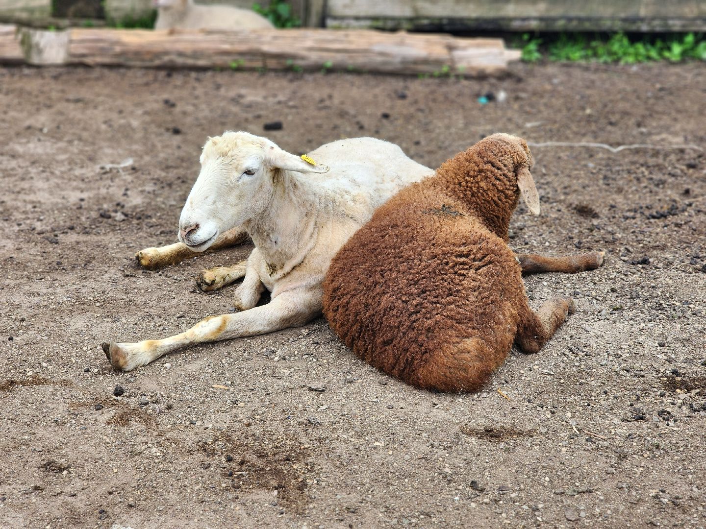сергиево-посадский городской округ, абрамцевский колледж, колледж абрамцево, пленэр, студенты абрамцевского колледжа,кочевник, верблюжья ферма,