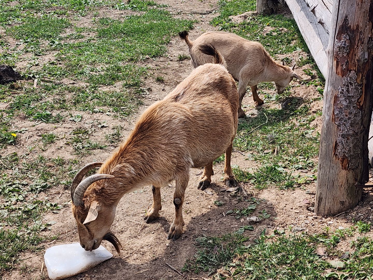сергиево-посадский городской округ, абрамцевский колледж, колледж абрамцево, пленэр, студенты абрамцевского колледжа,кочевник, верблюжья ферма,