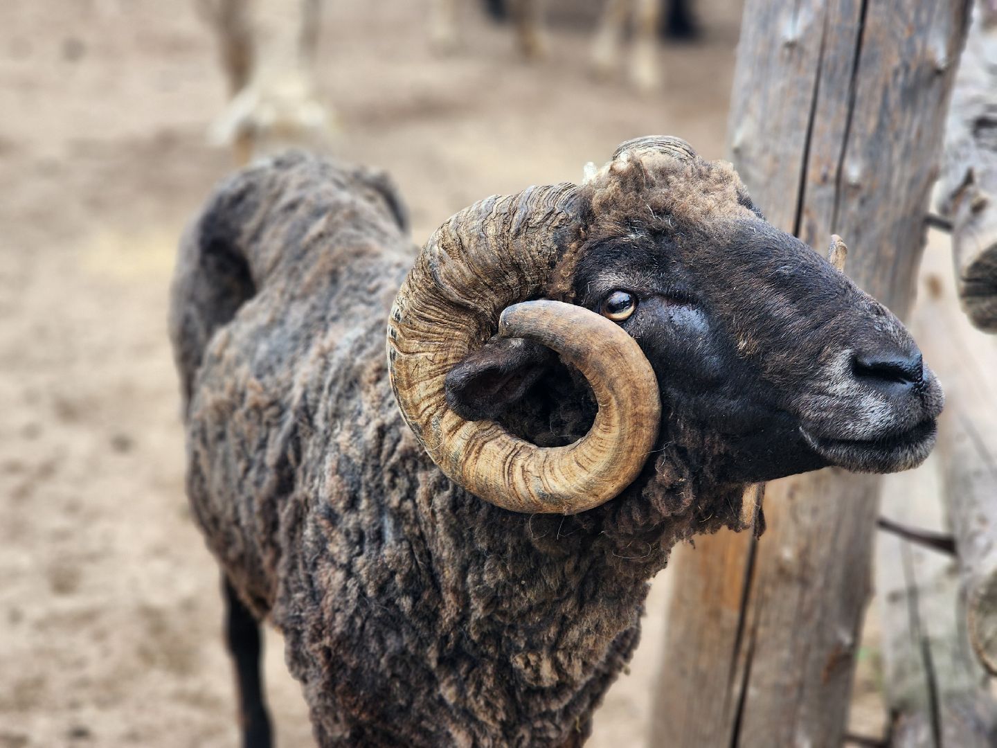 сергиево-посадский городской округ, абрамцевский колледж, колледж абрамцево, пленэр, студенты абрамцевского колледжа,кочевник, верблюжья ферма,