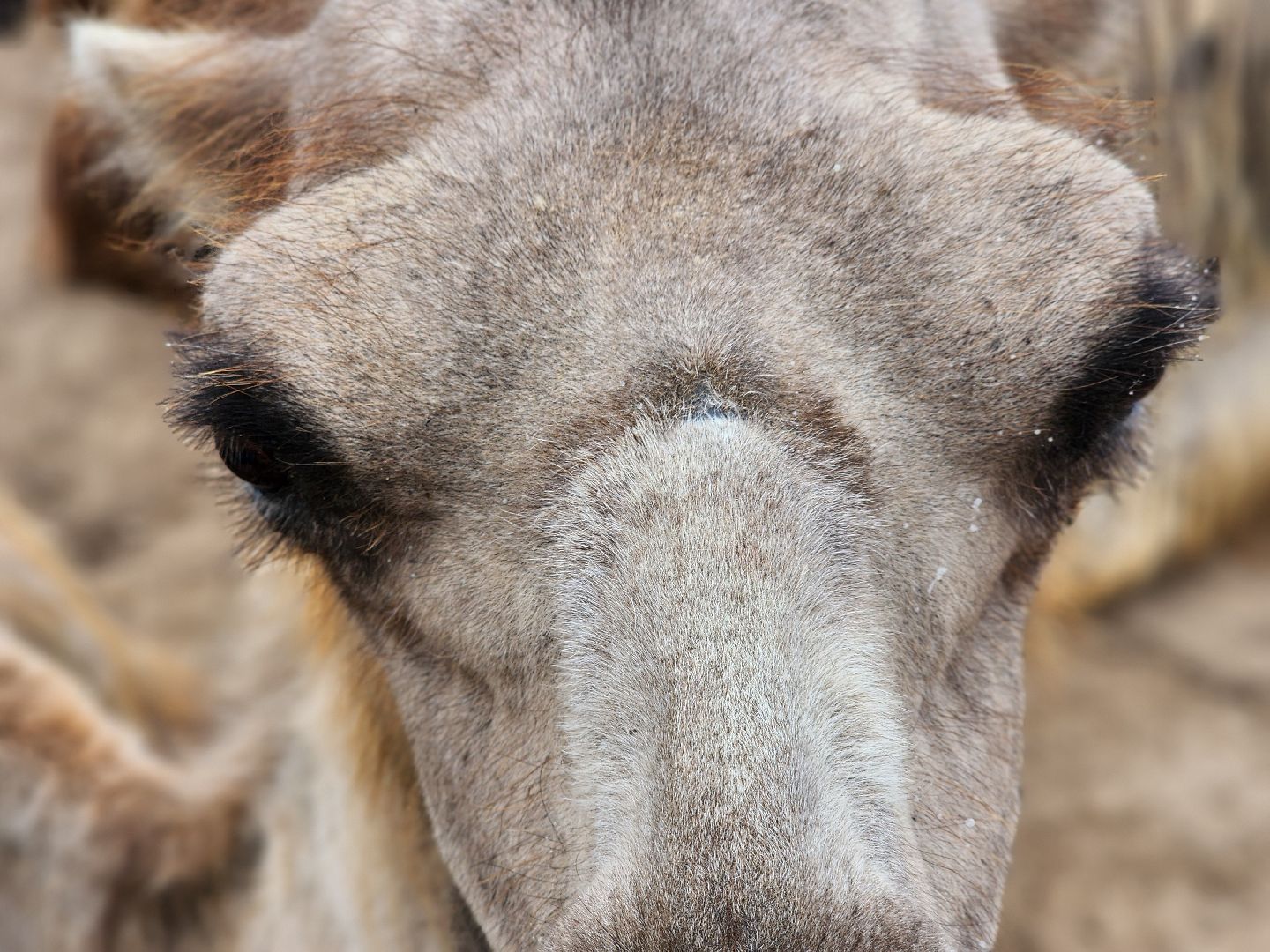 сергиево-посадский городской округ, абрамцевский колледж, колледж абрамцево, пленэр, студенты абрамцевского колледжа,кочевник, верблюжья ферма,