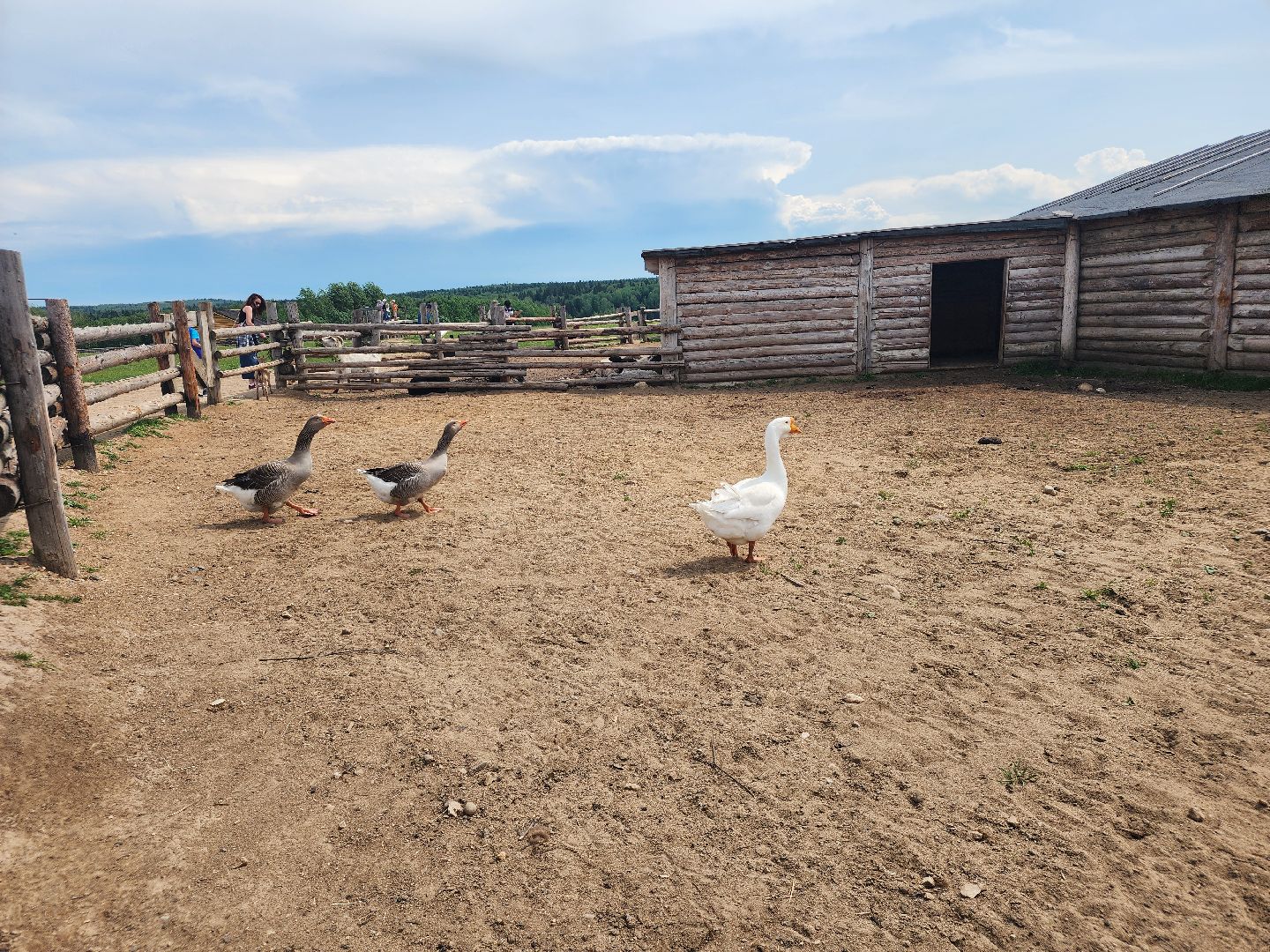 сергиево-посадский городской округ, абрамцевский колледж, колледж абрамцево, пленэр, студенты абрамцевского колледжа,кочевник, верблюжья ферма,