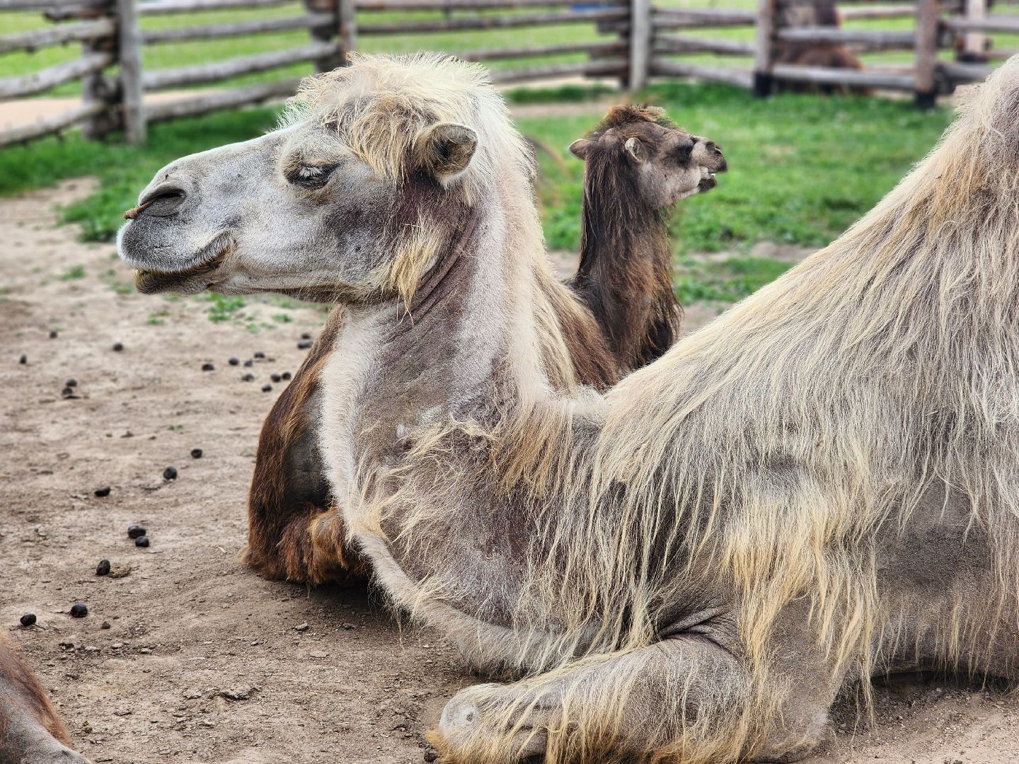сергиево-посадский городской округ, абрамцевский колледж, колледж абрамцево, пленэр, студенты абрамцевского колледжа,кочевник, верблюжья ферма,