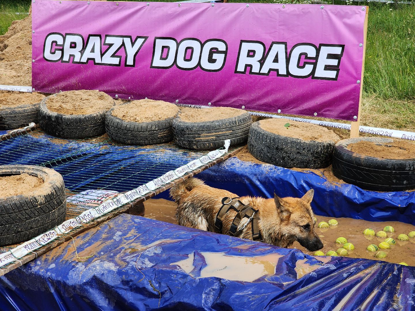 забег с собаками, crazy dog race,  хвостатый драйв, старая купавна, богородский городской округ,