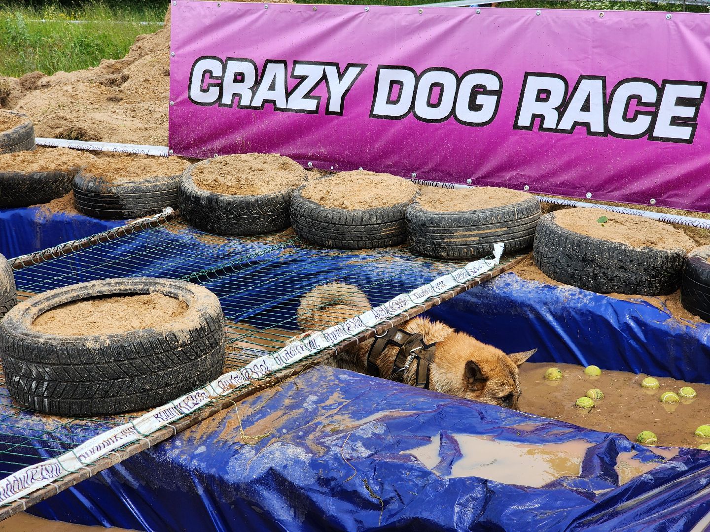 экстремальный забег с собаками, crazy dog race, хвостатый драйв, старая купавна, богородский городской округ,