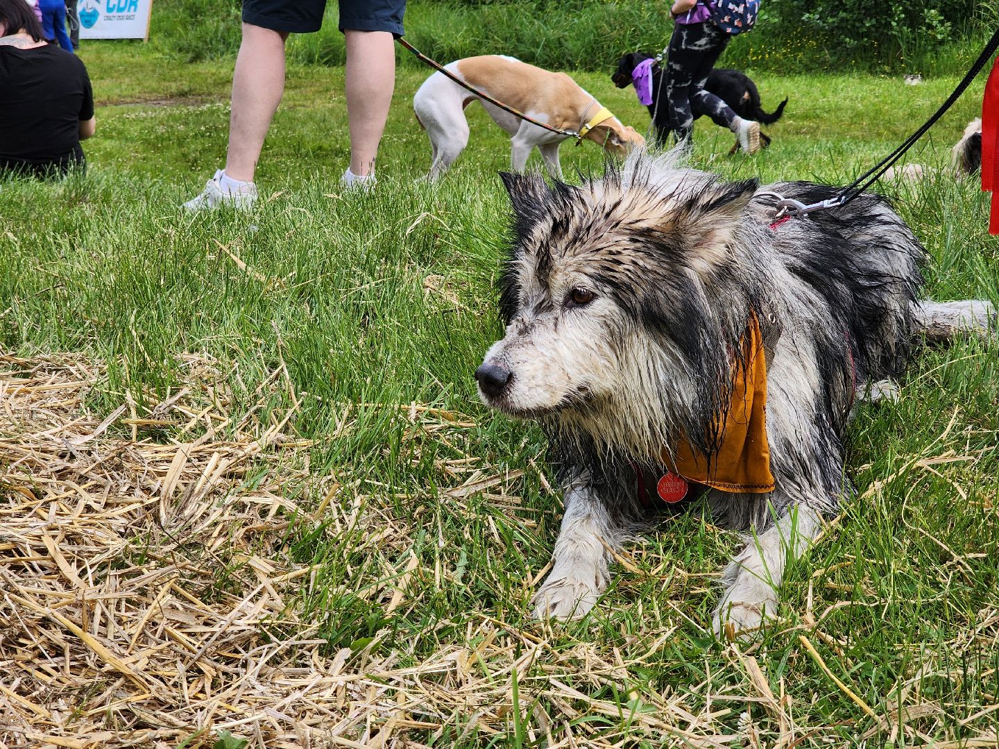 экстремальный забег с собаками, crazy dog race, хвостатый драйв, старая купавна, богородский городской округ,
