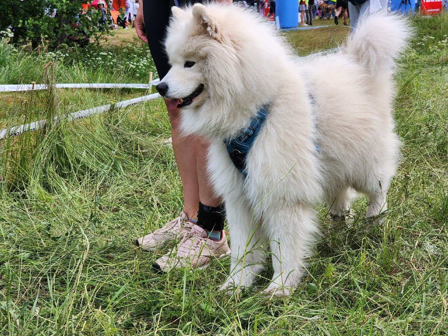 экстремальный забег с собаками, crazy dog race, хвостатый драйв, старая купавна, богородский городской округ,