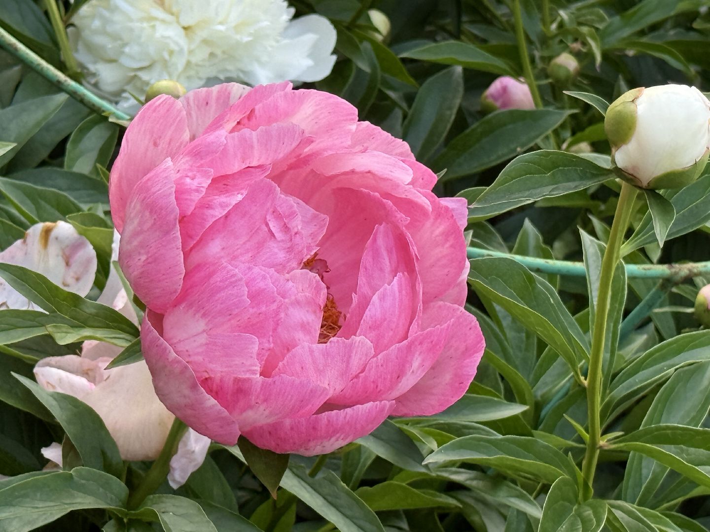 жуковский, раменское, пионы, сад, цветение,