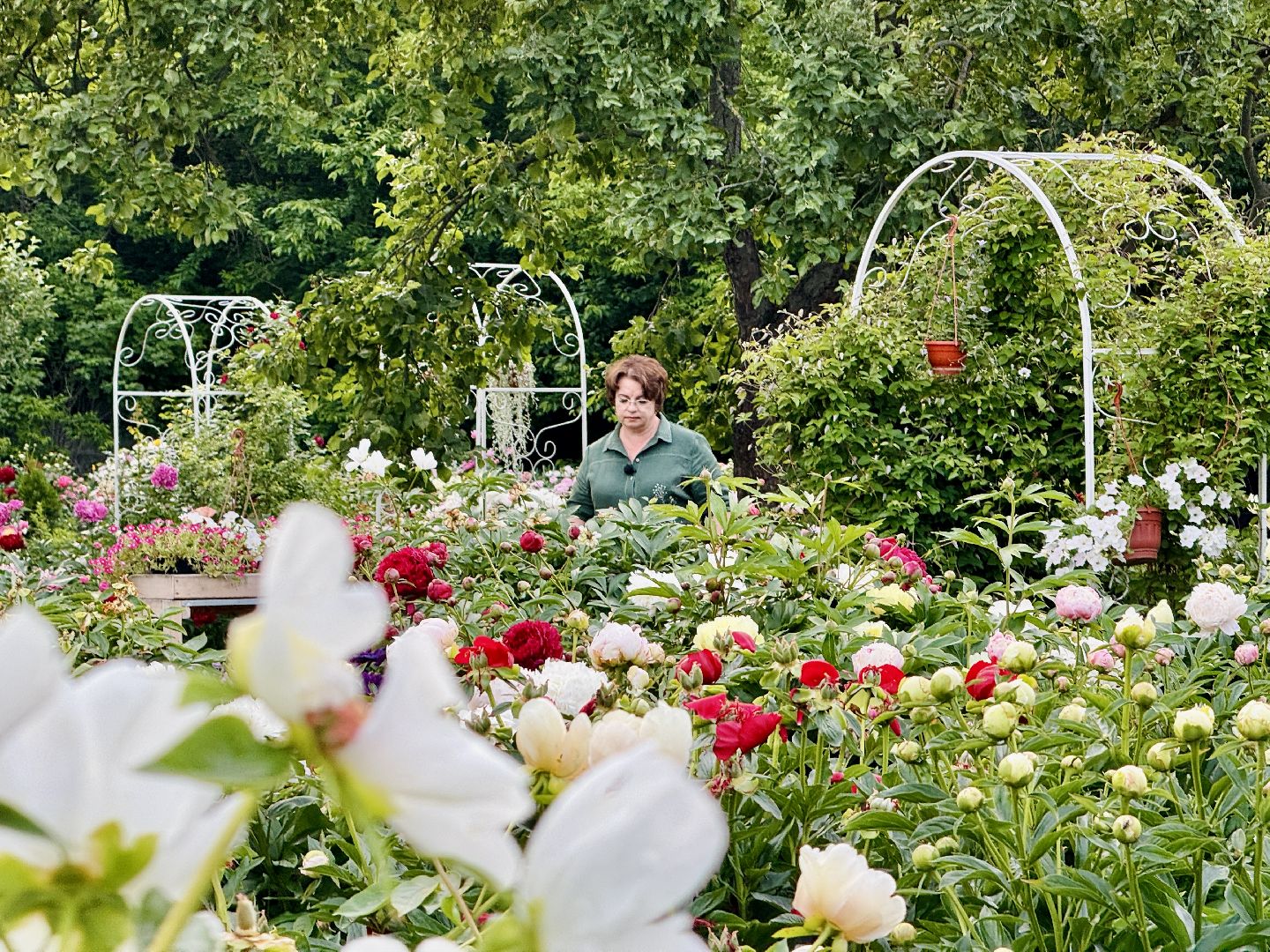 жуковский, раменское, пионы, сад, цветение,