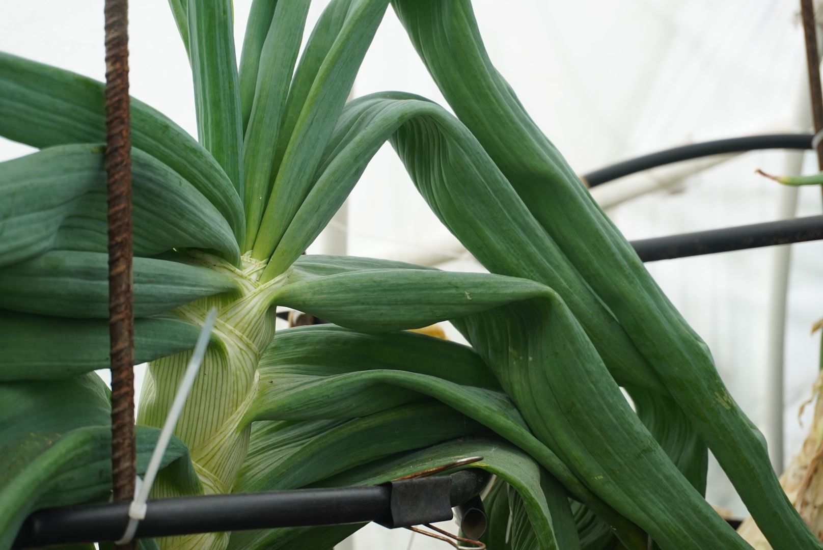 Электрогорск, лук, рекорл,