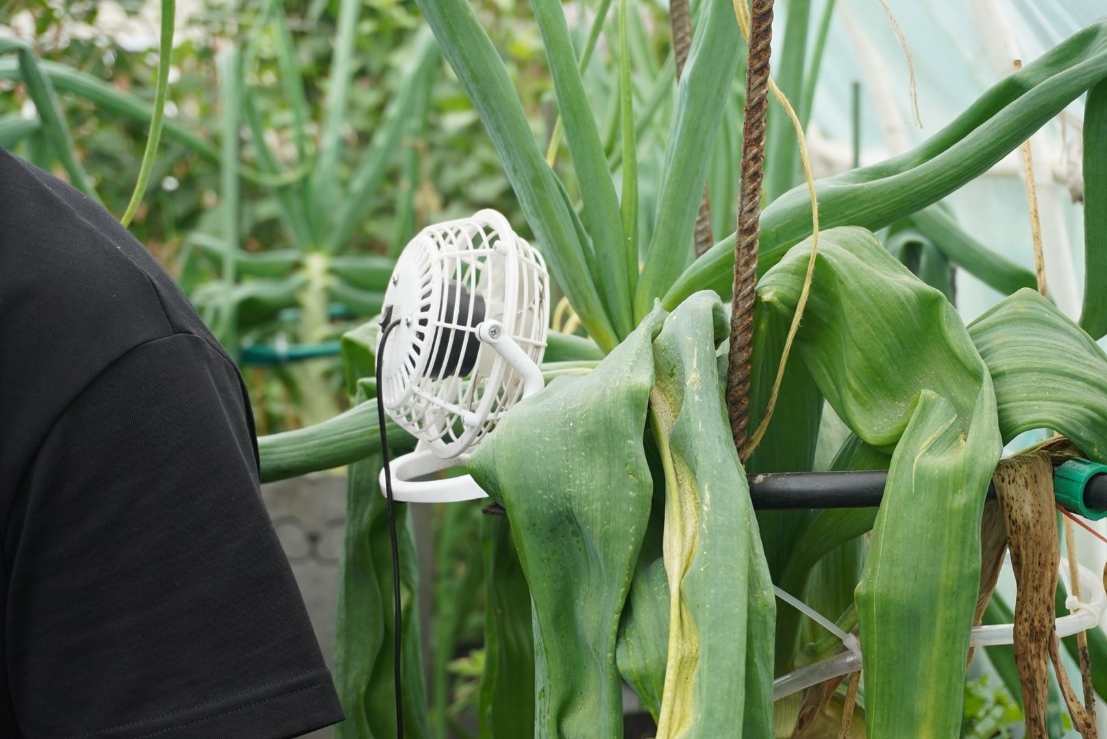 Электрогорск, лук, рекорл,